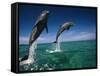 Bottlenose Dolphins, Tursiops Truncatus-Stuart Westmorland-Framed Stretched Canvas