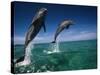Bottlenose Dolphins, Tursiops Truncatus-Stuart Westmorland-Stretched Canvas