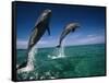 Bottlenose Dolphins, Tursiops Truncatus-Stuart Westmorland-Framed Stretched Canvas