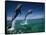 Bottlenose Dolphins, Tursiops Truncatus-Stuart Westmorland-Framed Stretched Canvas