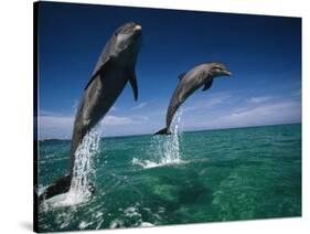 Bottlenose Dolphins, Tursiops Truncatus-Stuart Westmorland-Stretched Canvas