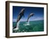 Bottlenose Dolphins, Tursiops Truncatus-Stuart Westmorland-Framed Premium Photographic Print