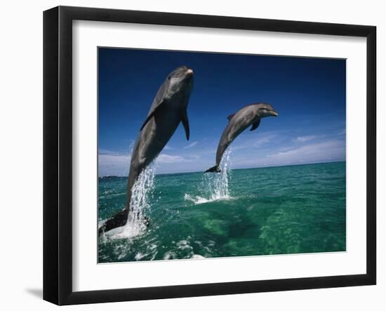 Bottlenose Dolphins, Tursiops Truncatus-Stuart Westmorland-Framed Premium Photographic Print