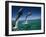 Bottlenose Dolphins, Tursiops Truncatus-Stuart Westmorland-Framed Premium Photographic Print