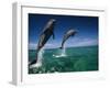 Bottlenose Dolphins, Tursiops Truncatus-Stuart Westmorland-Framed Premium Photographic Print