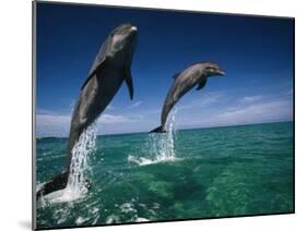 Bottlenose Dolphins, Tursiops Truncatus-Stuart Westmorland-Mounted Premium Photographic Print