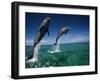 Bottlenose Dolphins, Tursiops Truncatus-Stuart Westmorland-Framed Photographic Print