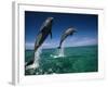 Bottlenose Dolphins, Tursiops Truncatus-Stuart Westmorland-Framed Photographic Print