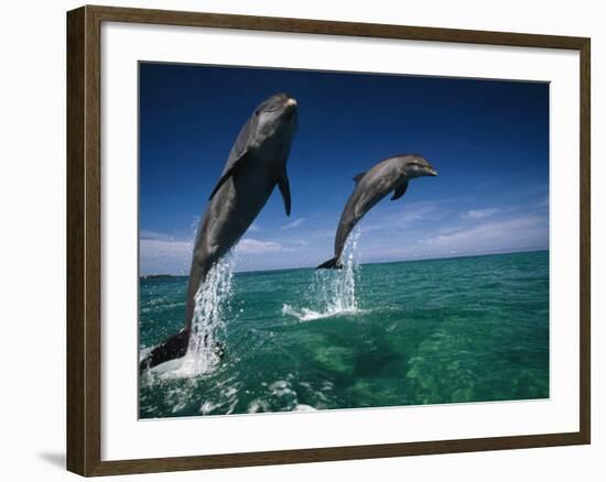 Bottlenose Dolphins, Tursiops Truncatus-Stuart Westmorland-Framed Photographic Print