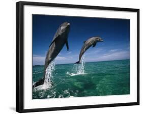 Bottlenose Dolphins, Tursiops Truncatus-Stuart Westmorland-Framed Photographic Print