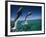 Bottlenose Dolphins, Tursiops Truncatus-Stuart Westmorland-Framed Photographic Print