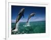 Bottlenose Dolphins, Tursiops Truncatus-Stuart Westmorland-Framed Photographic Print