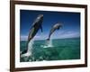 Bottlenose Dolphins, Tursiops Truncatus-Stuart Westmorland-Framed Photographic Print