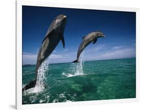 Bottlenose Dolphins, Tursiops Truncatus-Stuart Westmorland-Framed Photographic Print