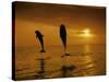 Bottlenose Dolphins, Tursiops Truncatus-Stuart Westmorland-Stretched Canvas