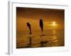 Bottlenose Dolphins, Tursiops Truncatus-Stuart Westmorland-Framed Photographic Print