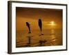 Bottlenose Dolphins, Tursiops Truncatus-Stuart Westmorland-Framed Photographic Print