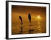 Bottlenose Dolphins, Tursiops Truncatus-Stuart Westmorland-Framed Photographic Print