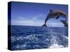 Bottlenose Dolphins, Tursiops Truncatus-Stuart Westmorland-Stretched Canvas