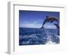 Bottlenose Dolphins, Tursiops Truncatus-Stuart Westmorland-Framed Photographic Print