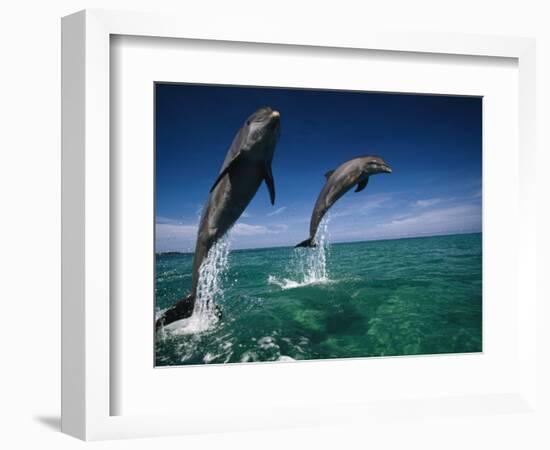 Bottlenose Dolphins, Tursiops Truncatus-Stuart Westmorland-Framed Photographic Print