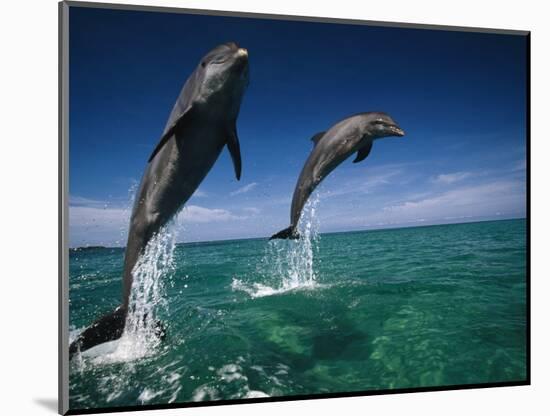 Bottlenose Dolphins, Tursiops Truncatus-Stuart Westmorland-Mounted Photographic Print