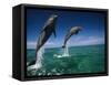 Bottlenose Dolphins, Tursiops Truncatus-Stuart Westmorland-Framed Stretched Canvas