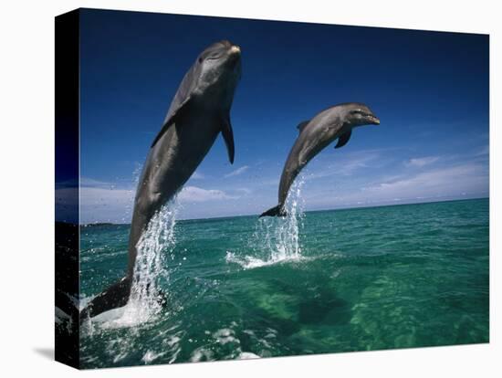 Bottlenose Dolphins, Tursiops Truncatus-Stuart Westmorland-Stretched Canvas