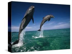 Bottlenose Dolphins, Tursiops Truncatus-Stuart Westmorland-Stretched Canvas