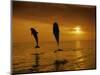 Bottlenose Dolphins, Tursiops Truncatus-Stuart Westmorland-Mounted Photographic Print