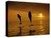 Bottlenose Dolphins, Tursiops Truncatus-Stuart Westmorland-Stretched Canvas