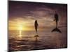 Bottlenose Dolphins, Tursiops Truncatus-Stuart Westmorland-Mounted Photographic Print