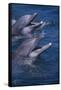 Bottlenose Dolphins with Mouths Open-DLILLC-Framed Stretched Canvas
