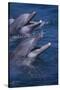 Bottlenose Dolphins with Mouths Open-DLILLC-Stretched Canvas