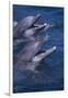 Bottlenose Dolphins with Mouths Open-DLILLC-Framed Photographic Print