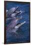 Bottlenose Dolphins with Mouths Open-DLILLC-Framed Photographic Print
