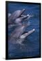 Bottlenose Dolphins with Mouths Open-DLILLC-Framed Photographic Print