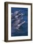 Bottlenose Dolphins with Mouths Open-DLILLC-Framed Photographic Print