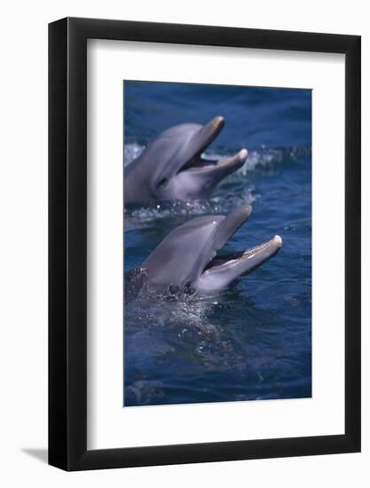 Bottlenose Dolphins with Mouths Open-DLILLC-Framed Photographic Print