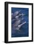 Bottlenose Dolphins with Mouths Open-DLILLC-Framed Photographic Print