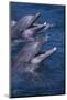 Bottlenose Dolphins with Mouths Open-DLILLC-Mounted Photographic Print