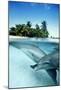 Bottlenose Dolphins-null-Mounted Poster