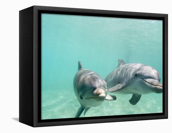 Bottlenose Dolphins-Stuart Westmorland-Framed Stretched Canvas