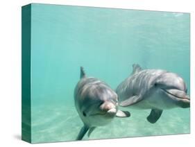 Bottlenose Dolphins-Stuart Westmorland-Stretched Canvas