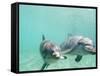 Bottlenose Dolphins-Stuart Westmorland-Framed Stretched Canvas
