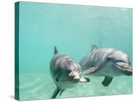 Bottlenose Dolphins-Stuart Westmorland-Stretched Canvas