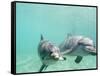 Bottlenose Dolphins-Stuart Westmorland-Framed Stretched Canvas