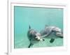 Bottlenose Dolphins-Stuart Westmorland-Framed Photographic Print