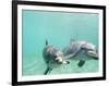 Bottlenose Dolphins-Stuart Westmorland-Framed Photographic Print