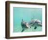 Bottlenose Dolphins-Stuart Westmorland-Framed Photographic Print